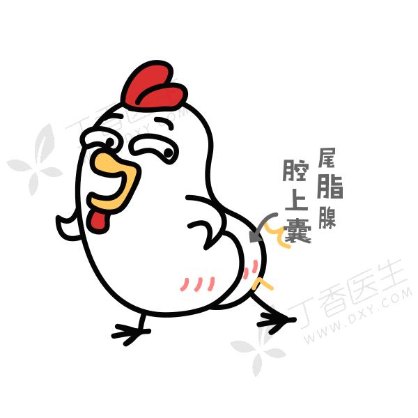 鸡头比*霜砒**还毒？鸡屁股全是毒素？正确吃鸡应该是......