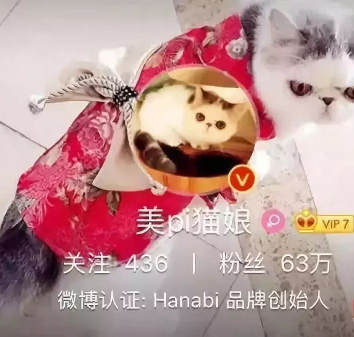 猫娘售假48天后自首,网红猫娘落网真相
