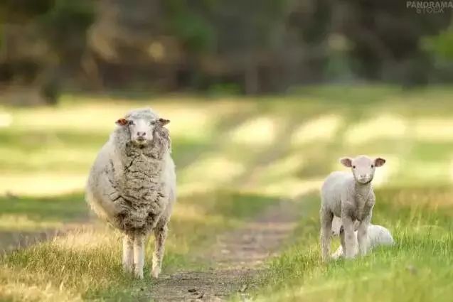 深度睡眠与羊毛被,睡眠质量提升产品