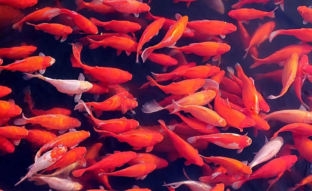 曝光!至少50多万人上当,火爆朋友圈的“锦鲤吸粉*局骗**”……