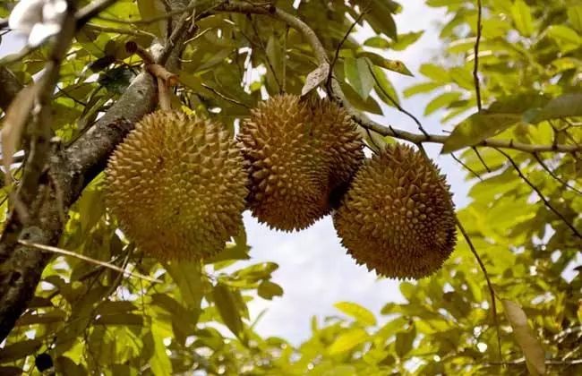 为什么有的榴莲很臭有的榴莲很香,为什么说榴莲闻着臭吃着香