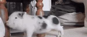 鸡孵蛋的植物,什么草能让鸡多下蛋