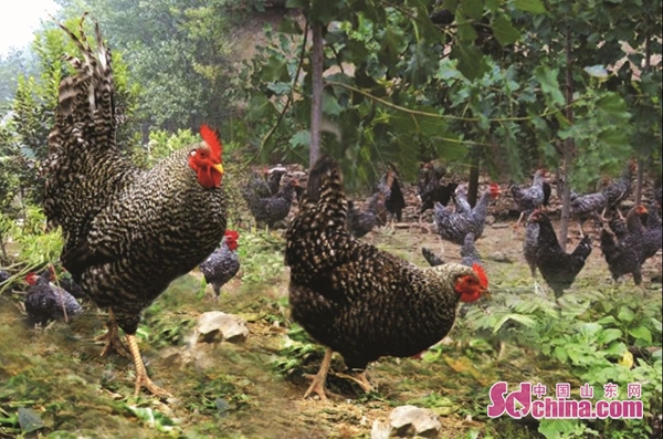 济宁汶上特色,济宁汶上经济发达乡镇