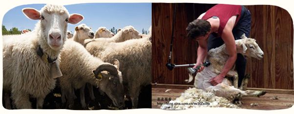 澳洲绵羊油娇嫩补水保湿霜,澳洲高颜值绵羊油