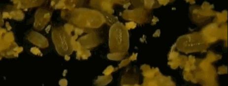 头上的螨虫用什么方法消除,头上又油又痒