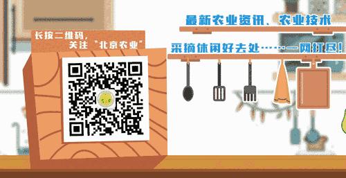 龙眼种子放在土里几天出芽,龙眼种子放水里能种出来吗