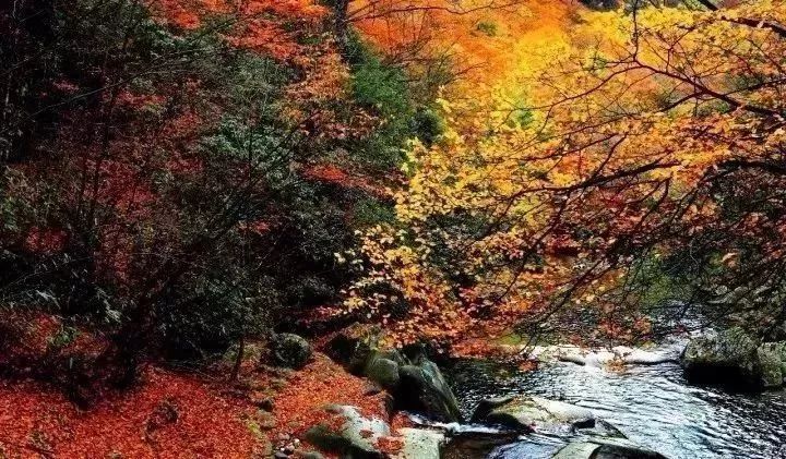 河南秋天最美红叶景区,太美了河南景观