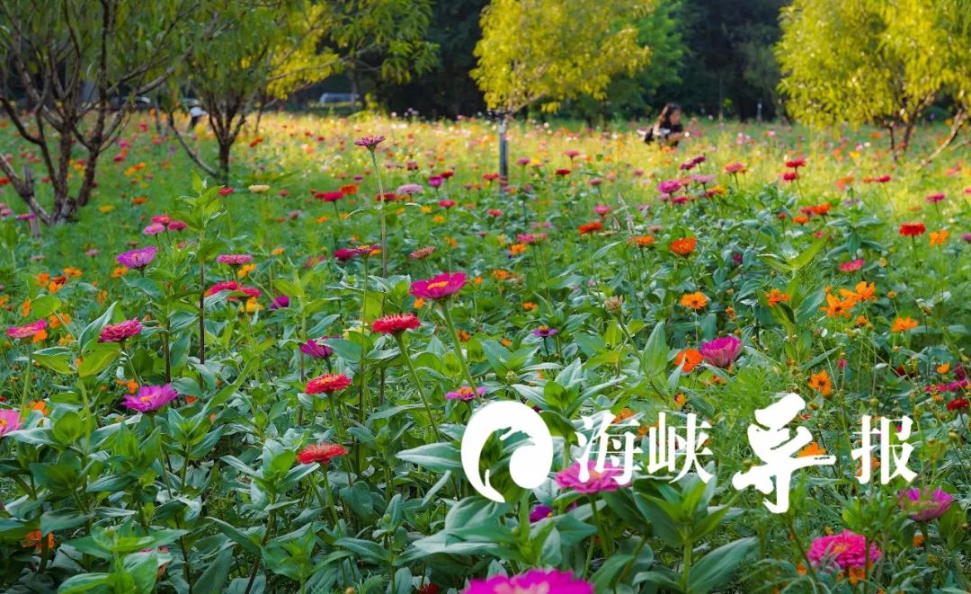 带你看美丽的厦门海边美景,厦门海洋最美丽的风景