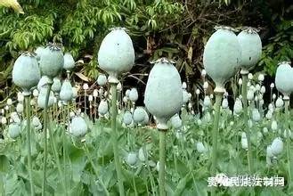 检测吸毒需要多少毛发,检测吸毒尿液几道杠是阴性