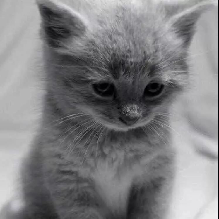 猫咪指甲剪完抓人疼吗,剪猫咪指甲总是劈开