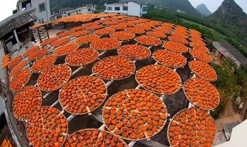 刚刚好!陇南的柿子红了,“柿”不可挡~