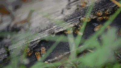 【静夜有声】重读经典《荔枝蜜》