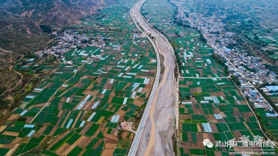 武山县的蒜苗今年价格,武山郭家庄大丰收挖蒜苗