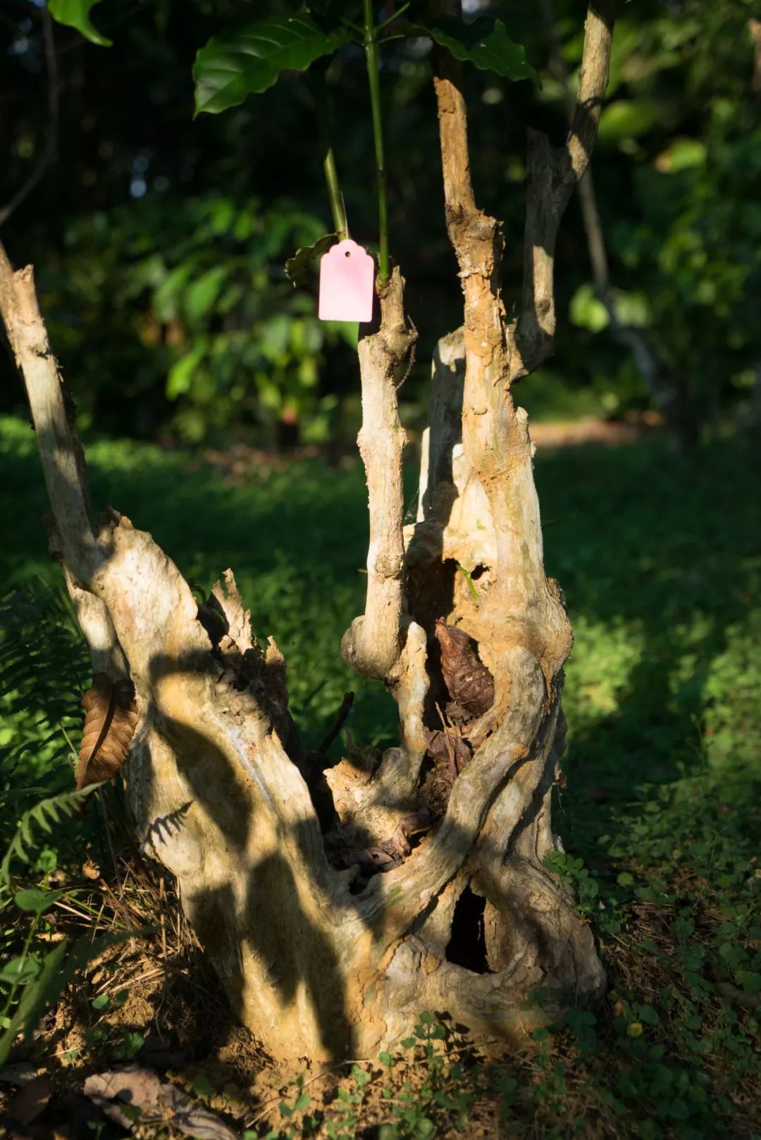海南好喝的咖啡推荐,海南最正宗的咖啡