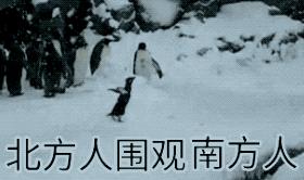 南方人在东北看雪,东北下雪夜里看雪