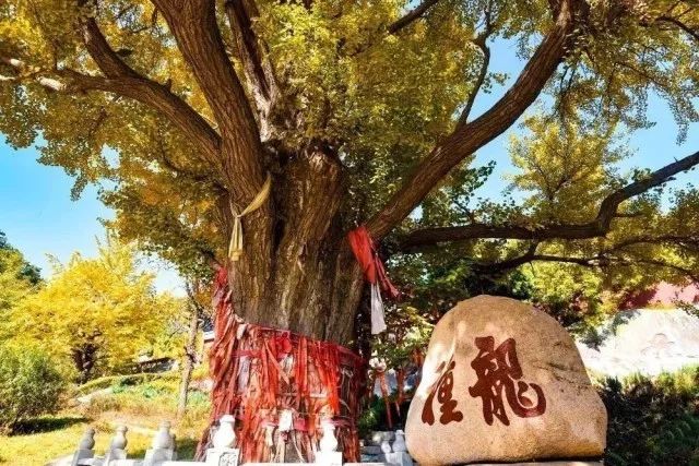 北方最大的银杏林在哪里,中国最大面积的银杏树林在哪里