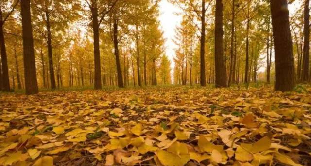 北方最大的银杏林在哪里,中国最大面积的银杏树林在哪里