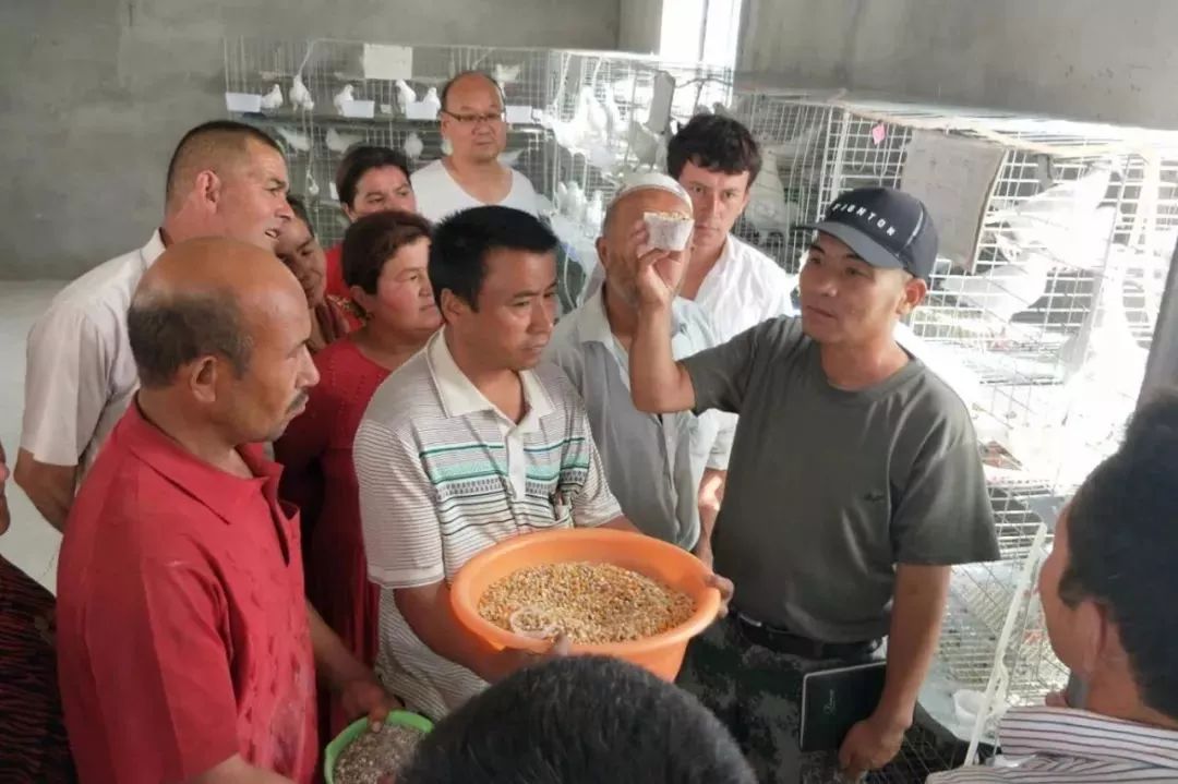 扶贫鸽,扶贫鸽子托起群众致富梦