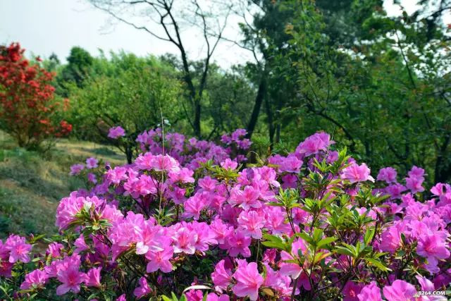 戳心窝的春城日常生活，625万昆明人边看边哭！