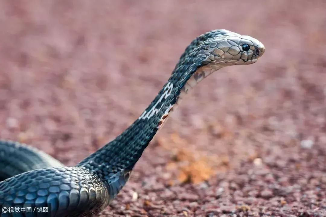 刷爆今天池州人朋友圈的舟山眼镜蛇，喜欢待在啥地方？专家这样说……