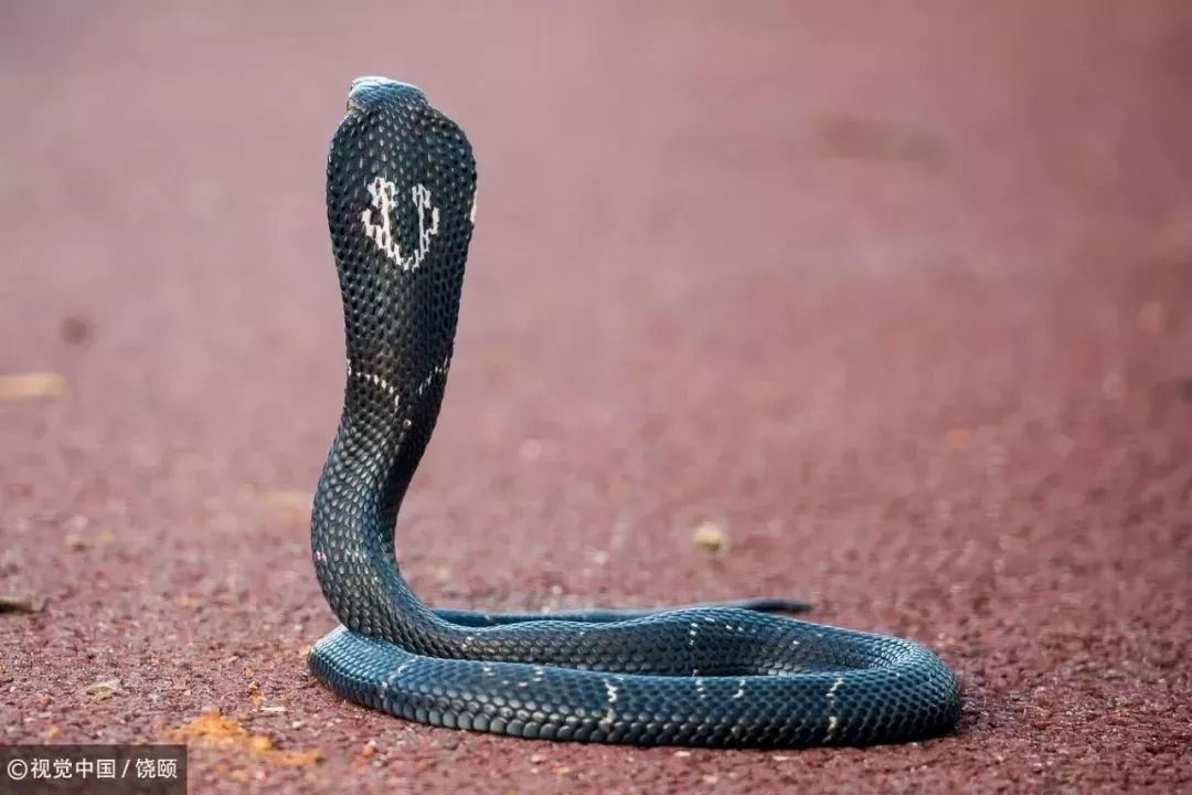 刷爆今天池州人朋友圈的舟山眼镜蛇，喜欢待在啥地方？专家这样说……