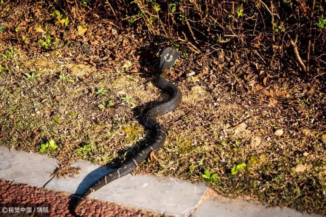 刷爆今天池州人朋友圈的舟山眼镜蛇，喜欢待在啥地方？专家这样说……
