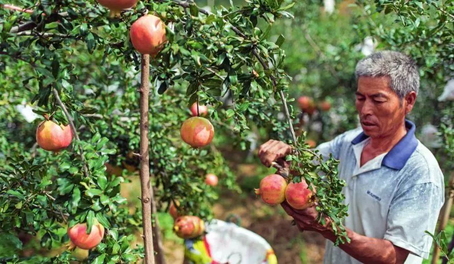 干热河谷种的热带水果,攀枝花干热河谷的热带水果王国