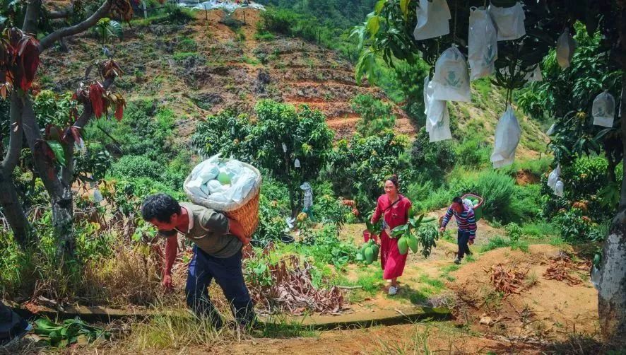 干热河谷种的热带水果,攀枝花干热河谷的热带水果王国