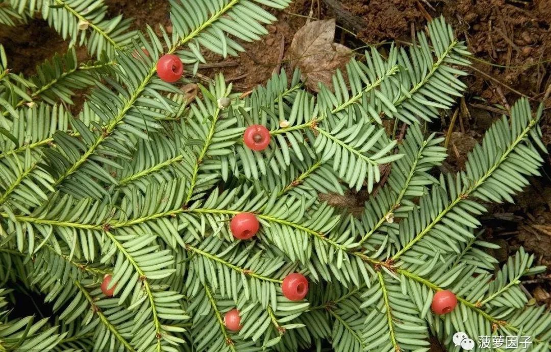 白蛋白紫杉醇化疗是p方案吗,白蛋白紫杉醇软膏