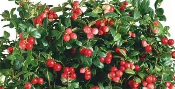 十大美白牙齿牙膏,美白去渍牙膏澳洲