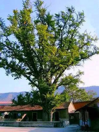 济南秋天看银杏的地方,济南银杏最好看的地方