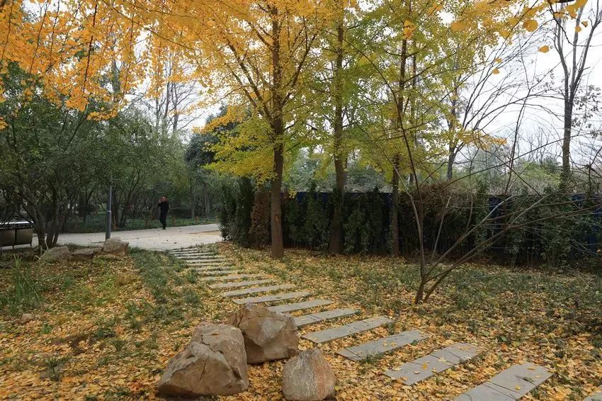 济南秋天看银杏的地方,济南银杏最好看的地方