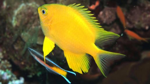 海水小百科四间雀,海底小百科帝王蟹