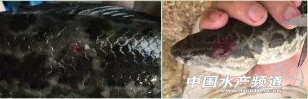 越冬期生鱼的红点、烂身、水霉病防治总结！