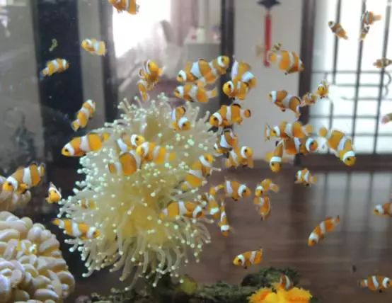 海水鱼小白点病物理治疗,海水鱼白点病怎么快速治疗