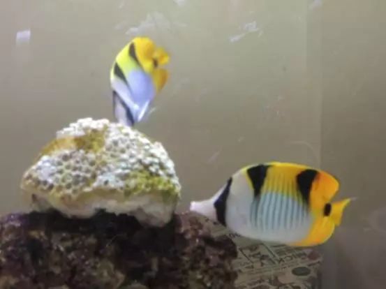 海水鱼得了白点病最快的治疗方法,鱼友分享鱼病大全