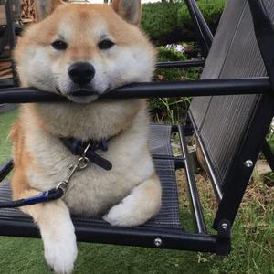 科学家称玩嗨了有助于学习，网友：我读书少别骗我丨夜听双语