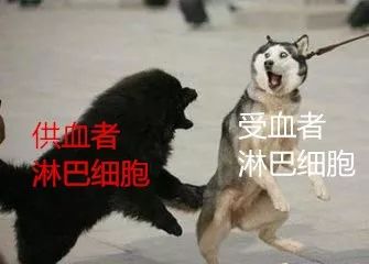 为什么亲属不能互相输血,直系亲属之间不能输血是真的吗