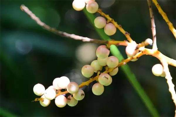 海南尖峰岭植物,海南尖峰岭国家森林公园问题