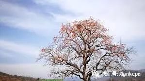 柿子被称为“果中圣品”，吃柿子应该注意啥？