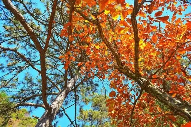 延安黄陵：醉美金秋仙遇黄陵