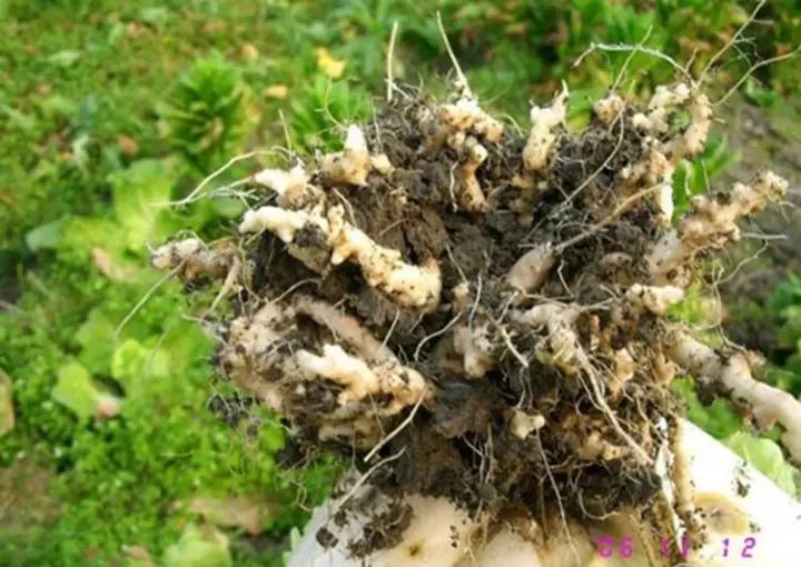 蔬菜根腐是什么原因,根肿的蔬菜还能吃吗