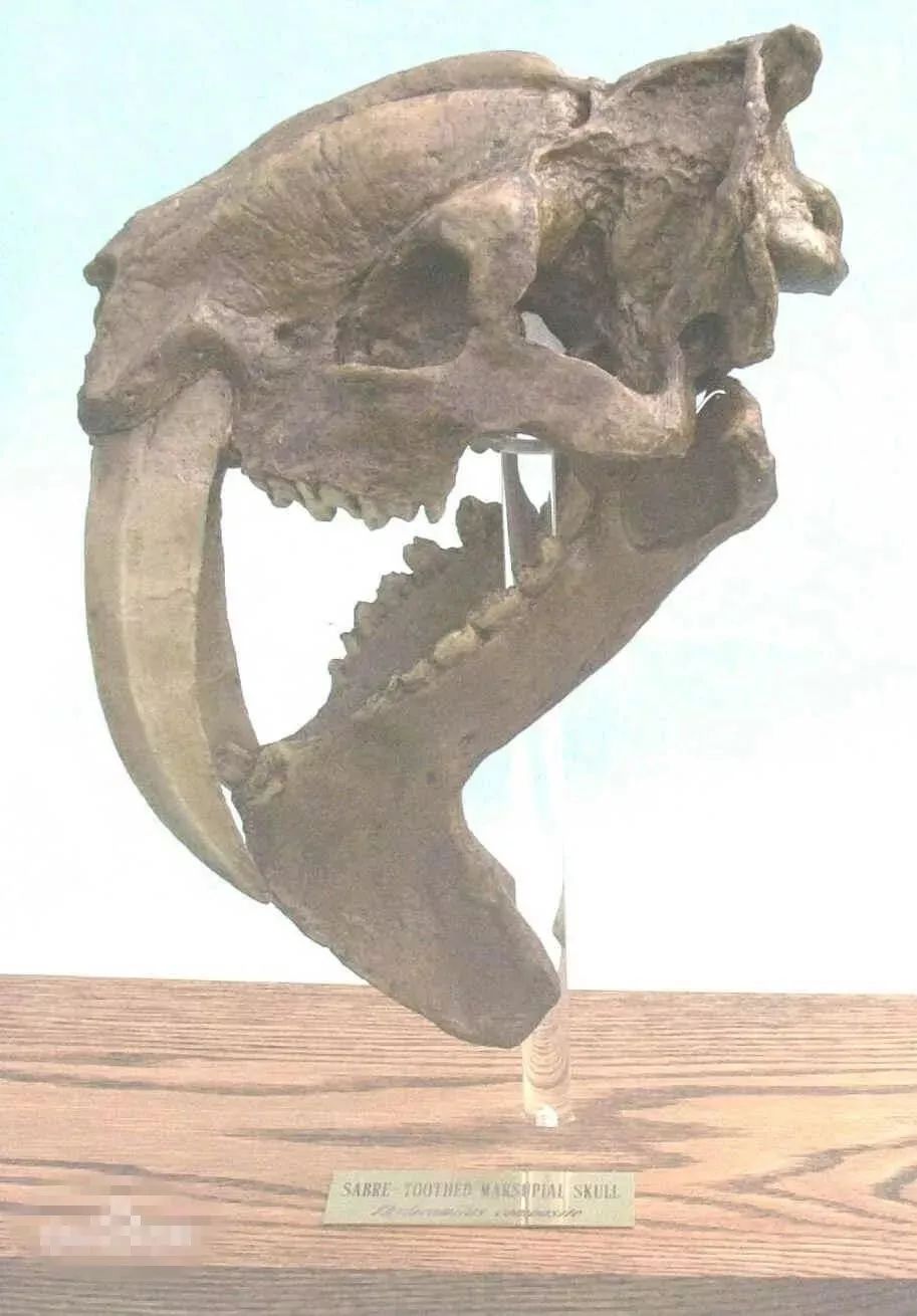 袋鼠育儿袋怎么进化来的,澳洲生物有育儿袋