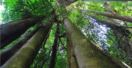 植物界中的世界之最,植物界的吉尼斯阅读题