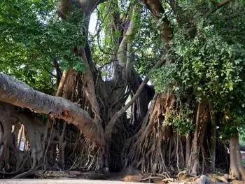 植物界中的世界之最,植物界的吉尼斯阅读题
