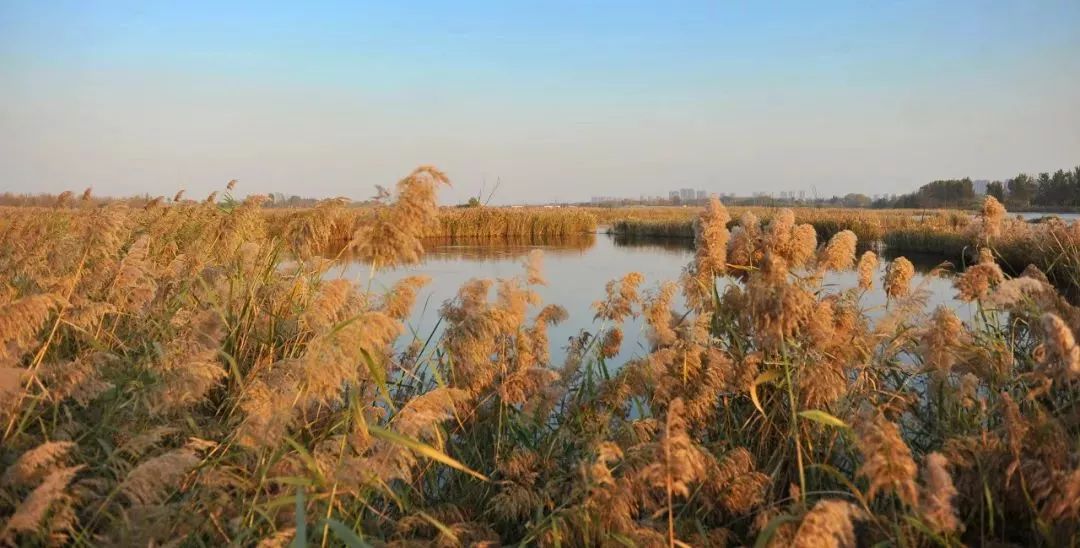 徐州秋景哪个地方最好看,徐州周边赏秋景的地方