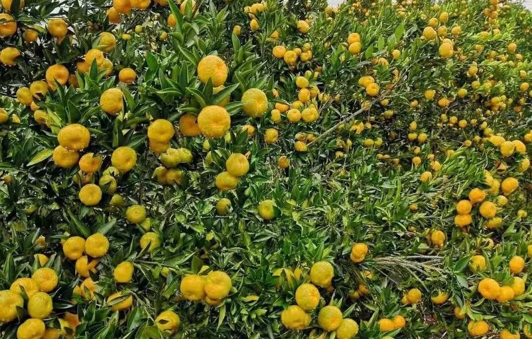 韵味长沙优惠套餐,游玩特价宁乡