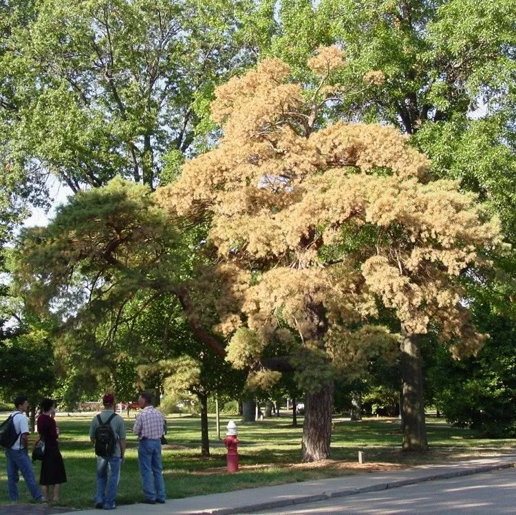 松材线虫病的防治措施有哪些,松材线虫病防控知识大全