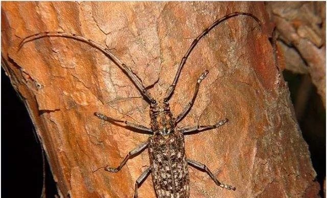 松材线虫病的防治措施有哪些,松材线虫病防控知识大全