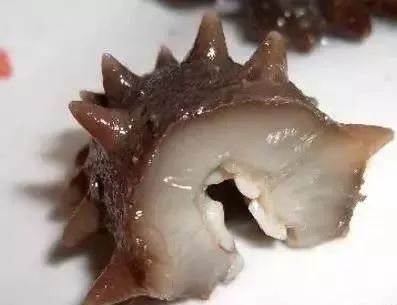 青岛的海参好还是大连的海参好,大连海参怎么买才正确